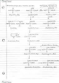 Biochm 383 Lecture 7 Relationships Between Amino Acids Flow