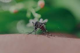 natural mosquito repellents