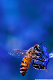 honey bee blue lavender flowers ultra