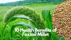 health benefits of foxtail millet