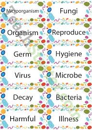 Microorganism Vocabulary Word Wall Vocabulary Word Walls