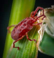 red bugs in florida clover mites guide