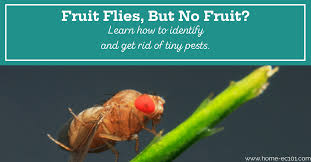Why Do I Have Fruit Flies With No Fruit