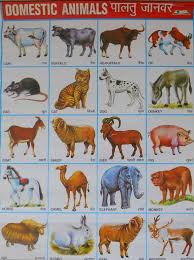 School Chart Print Of Domestic Animal In Hindi And English