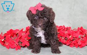 christmas toy poodle puppy