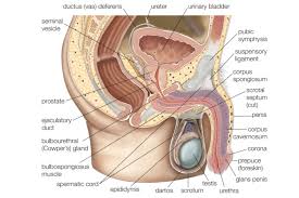 Female anatomy includes the external genitals, or the vulva, and the internal reproductive organs. Male And Female Reproductive Systems