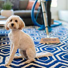 top 10 best area rug cleaning in