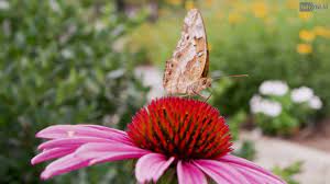 demonstration gardens