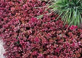 red carpet stonecrop 10 count flat of