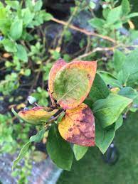 ５月頃からブルーベリーの枝先の葉が茶色に変色するようになり...｜園芸相談Q＆A｜みんなの趣味の園芸