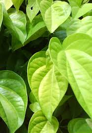suvimie ociates betel leaves