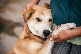 Signs and diagnosis the primary signs of an intestinal tumor include vomiting, diarrhea, anorexia, depression, weight loss and dehydration (mouth becomes less moist and saliva becomes tacky). Signs And Symptoms Of Cancer In Dogs Daily Paws