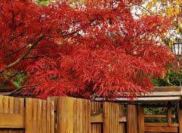 anese maple varieties with great foliage