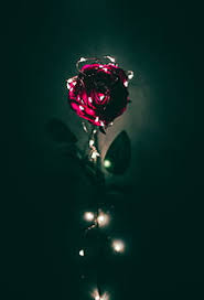 hd wallpaper rose roses lights