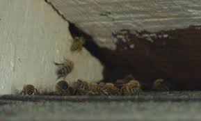 Family Struggles To Remove Bees From Nc