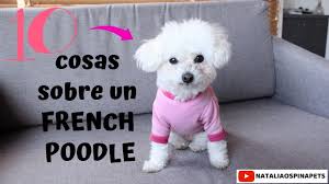 los french poodle tips