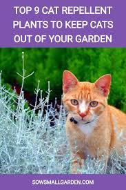 top 9 cat repellent plants to keep cats