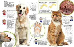 cats vs dogs which pet comes out on