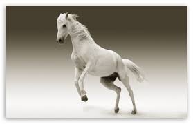 white horse ultra hd desktop background