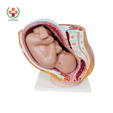 We'll go over the main differences and dive into the anatomy and function of the different parts of the female uterus. China Sy N013 Pregnant Female Pelvic Anatomy Medical Urinary Uterus Baby Model China Pregnant Female Pelvic Anatomy