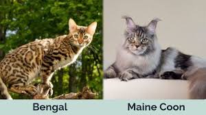 bengal vs maine cats the