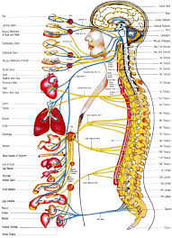 Chiropractic Autonomic Nervous System Chart Human Body