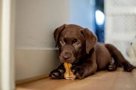 Let us fetch your new best friend. Dogs Puppies At Pet Stores May Be Spreading Drug Resistant Bacteria