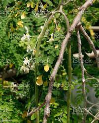 Moringa Oleifera Moringa Olarak Bilinen Davulunda Ağaç Yaban Turpu Ağacı Ve  Ben Yağ Ağacı Veya Benzoil Ağacı Stok Fotoğraflar & Ağaç'nin Daha Fazla  Resimleri - iStock