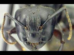 how to get rid of carpenter ants you