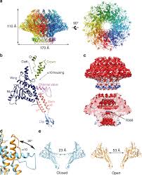 structures of t7 bacteriophage portal