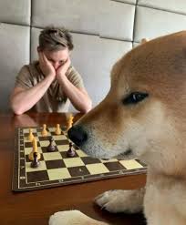 No you did not since they didn't exist till about a week ago. Doge Playing Chess Memetemplatesofficial