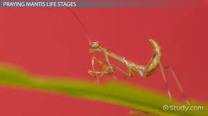 praying mantis anatomy life cycle