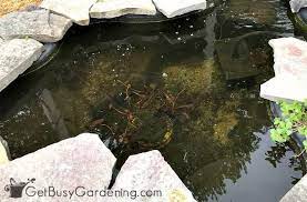 Diy Fish Pond Cleaning Instructions