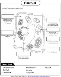 Cells come from preexisting cells. Animal And Plant Cell Worksheets