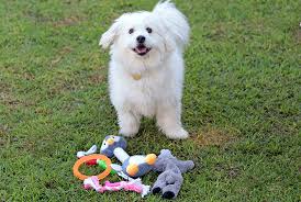 dog bedding and toys lost dogs