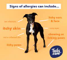 Maybe you would like to learn more about one of these? Does My Dog Have A Food Allergy The Inside Scoop
