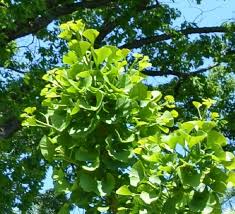 Résultat de recherche d'images pour "ginkgo biloba"