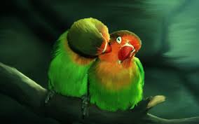 love birds wallpapers top free love