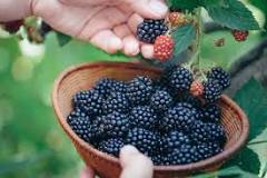 Can you eat blackberries straight from the bush?