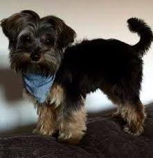 yorkie tails docking guidelines