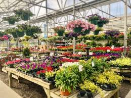 Local Plant Nursery Asheville Nc And