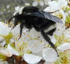 Only female bumble bees have stingers. Yellow Faced Bumble Bee Bombus Vosnesenskii