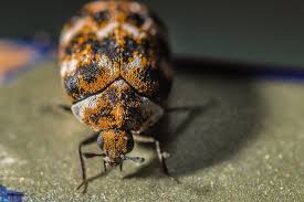 beware of the carpet beetle in colorado