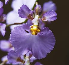 tolumnia sylvestris orchids forum