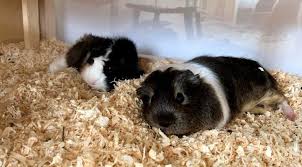 the best indoor guinea pig cage for