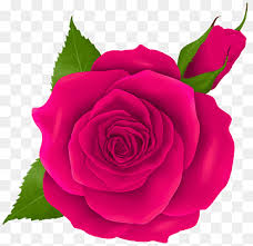 pink garden roses blue rose flower