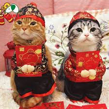 China dress chinese traditional costume dance dresses dance fashion womens dresses dresses cheap dresses costumes for women traditional dresses. Lunar Chinese New Year Pet Costume Dog Cat Apparel Malaysia Pet Shop Online
