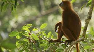 red leaf monkey national geographic