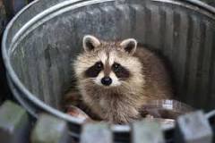 Why do people eat raccoons?