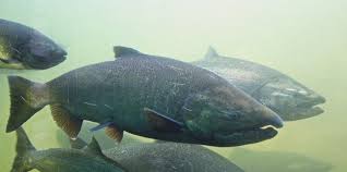 Chinook Salmon Estuaries Noaa Gov Inaturalist Org